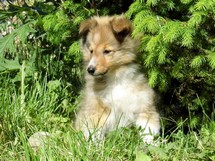 puppies