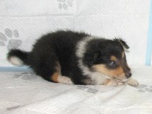 puppies