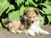 puppies