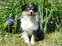 puppies
