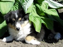 puppies