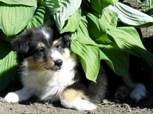 puppies