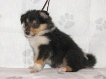 puppies