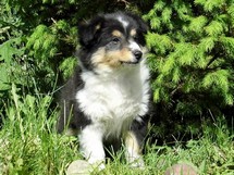 puppies