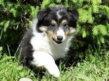 puppies