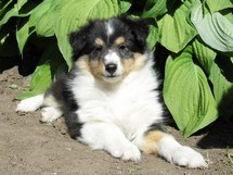 puppies