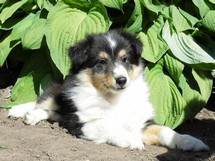 puppies