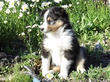puppies