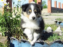 puppies