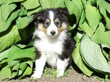 puppies