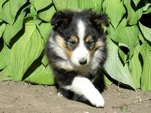 puppies