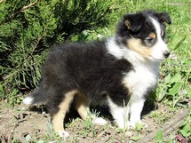 puppies