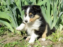 puppies