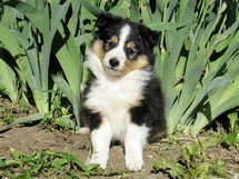 puppies