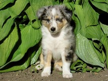 puppies