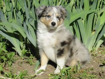 puppies