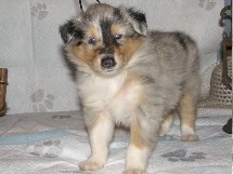 puppies