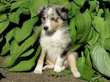 puppies