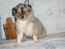 puppies