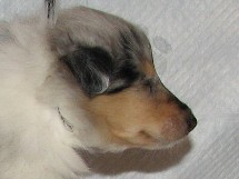 puppies