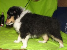 puppies
