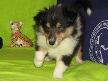 puppies
