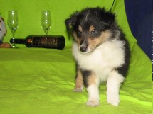 puppies
