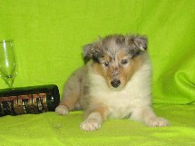 puppies