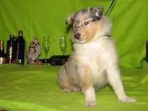 puppies