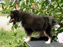 puppies
