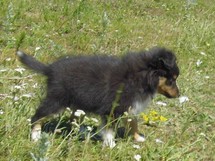 puppies