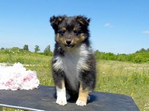 puppies