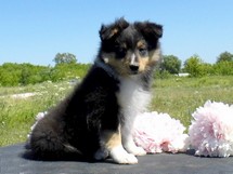 puppies