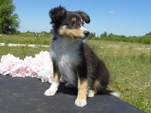 puppies