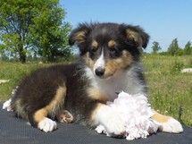 puppies