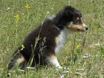 puppies
