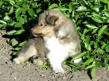 puppies
