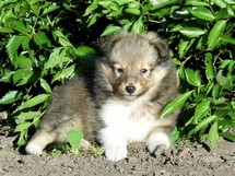 puppies