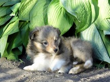 puppies