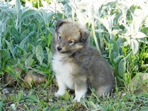 puppies