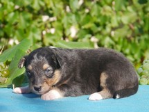 puppies