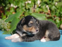 puppies