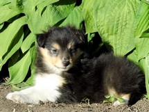 puppies
