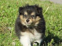 puppies
