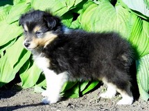 puppies