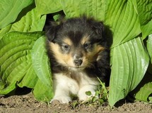 puppies