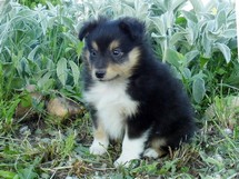 puppies