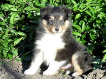 puppies