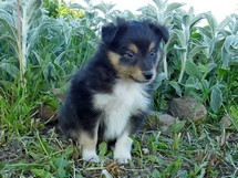 puppies