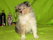 puppies
